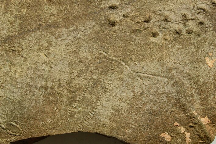 Cruziana (Fossil Trilobite Trackway) - Morocco #375456